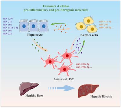 Frontiers The Regulatory Role And Mechanism Of Exosomes In Hepatic